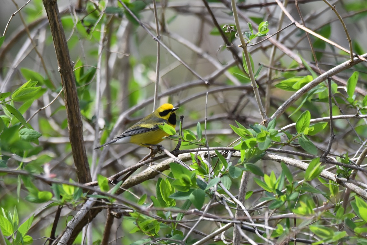 Lawrence's Warbler (hybrid) - ML634672153