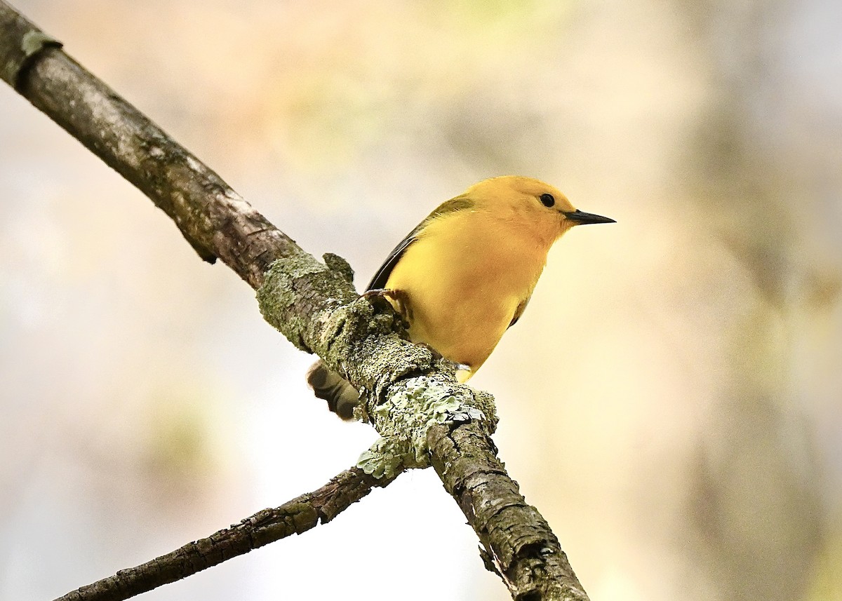 Prothonotary Warbler - ML634672222