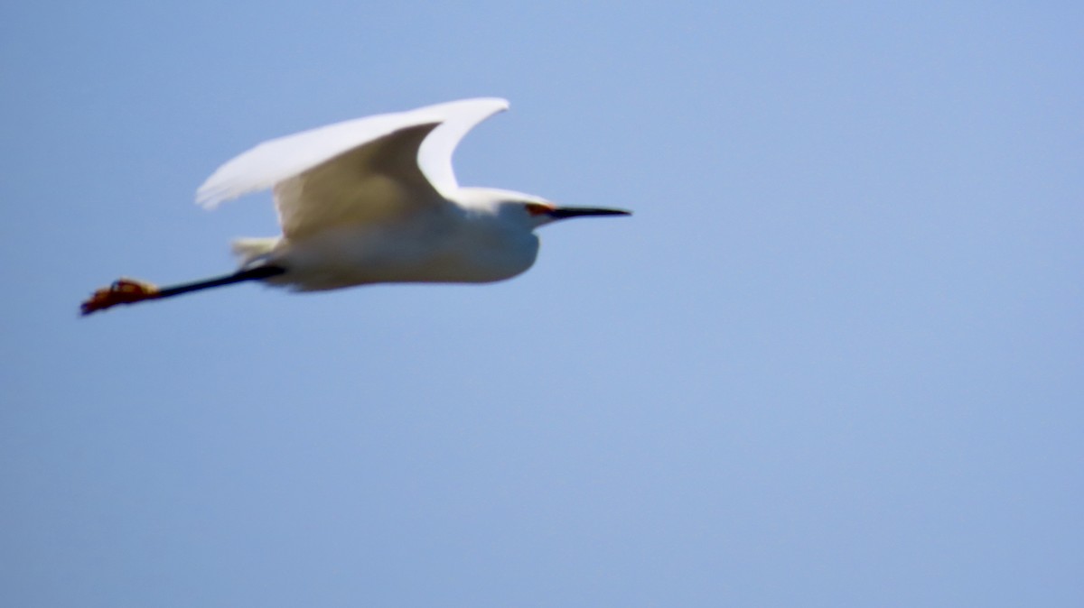 volavka bělostná - ML634672256