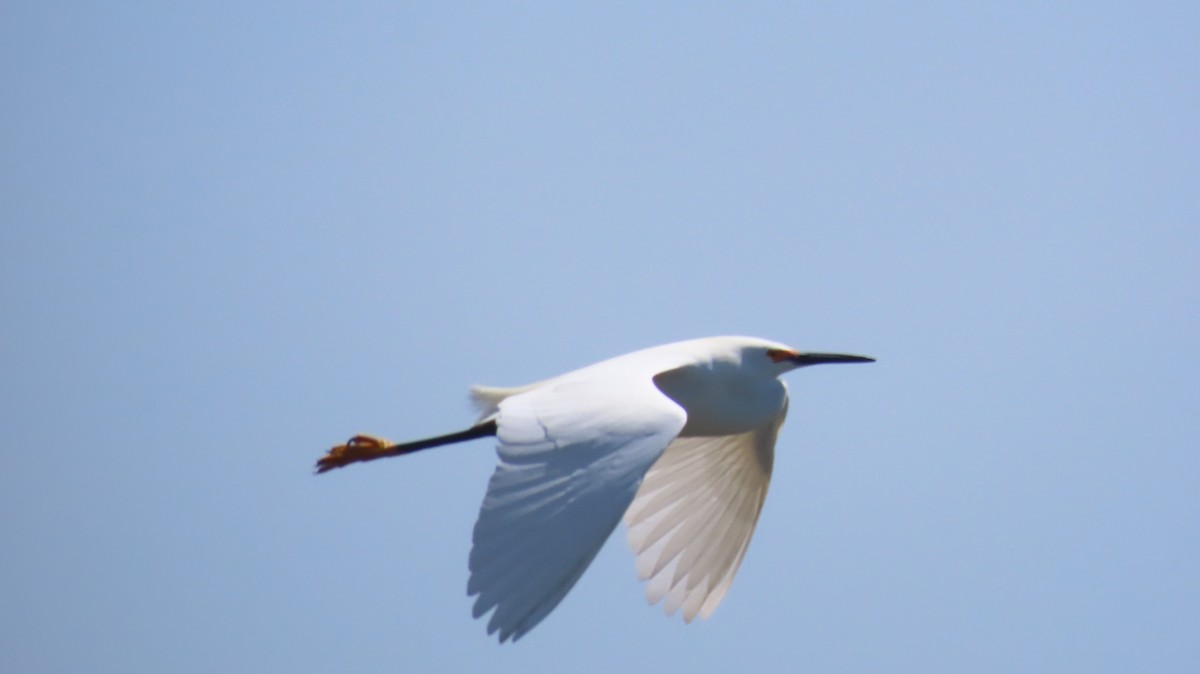 volavka bělostná - ML634672260