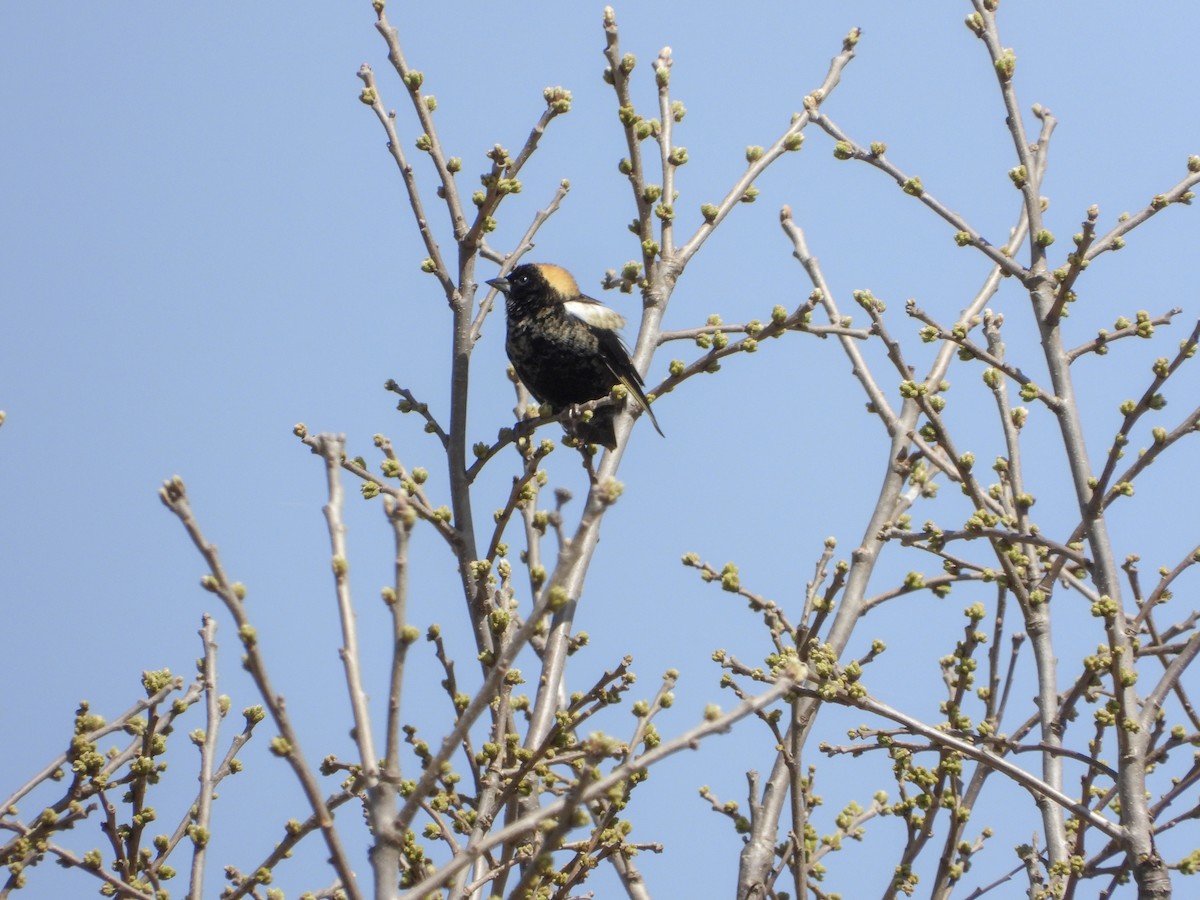 Bobolink - ML634672275