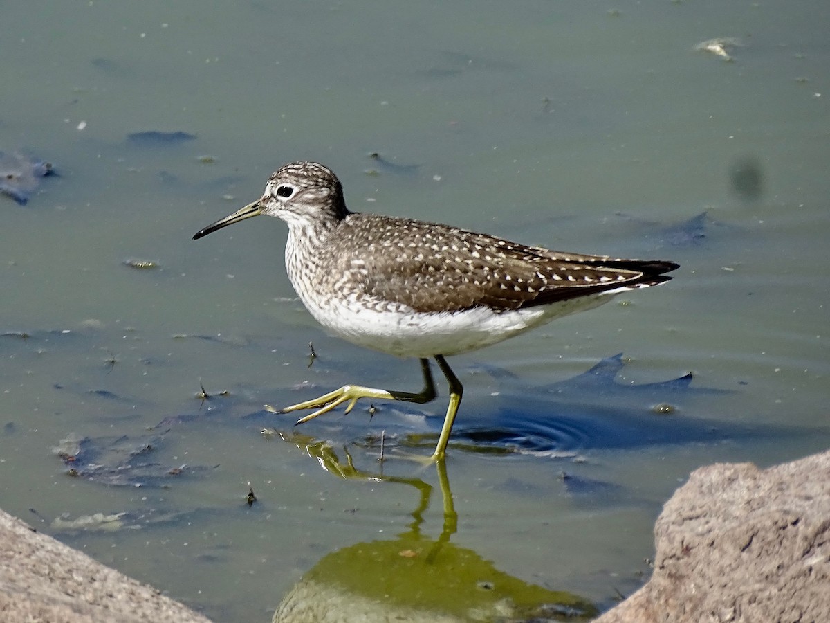 Solitary Sandpiper - ML634672332