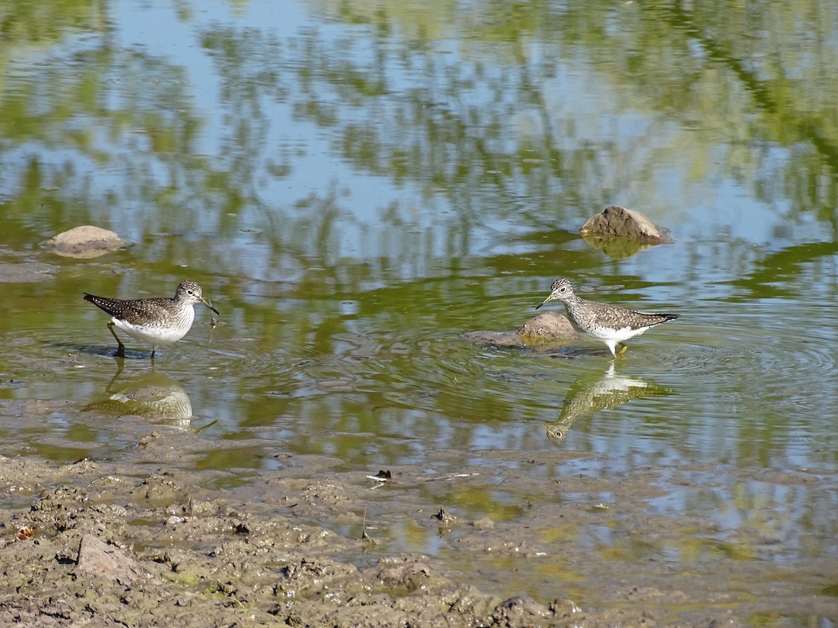 Solitary Sandpiper - ML634672346