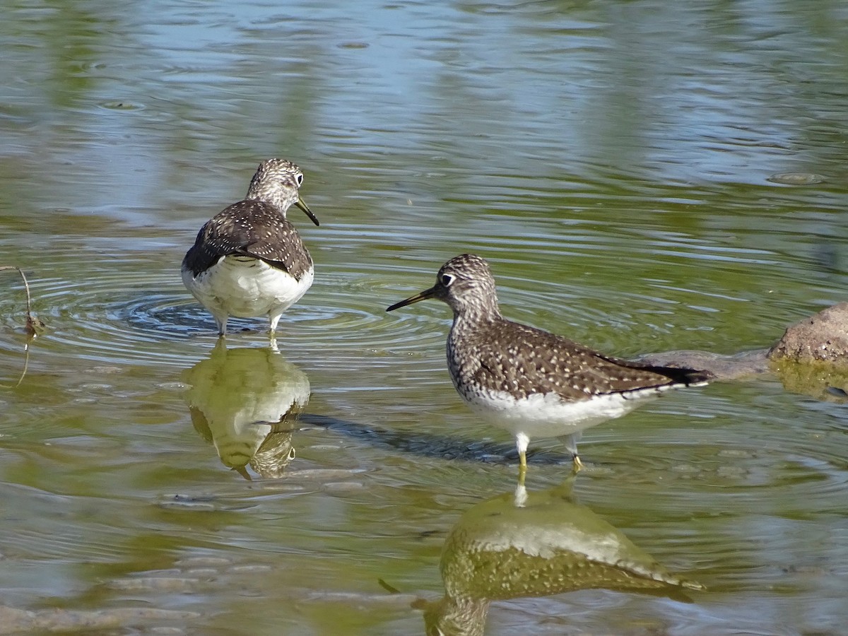 Solitary Sandpiper - ML634672349