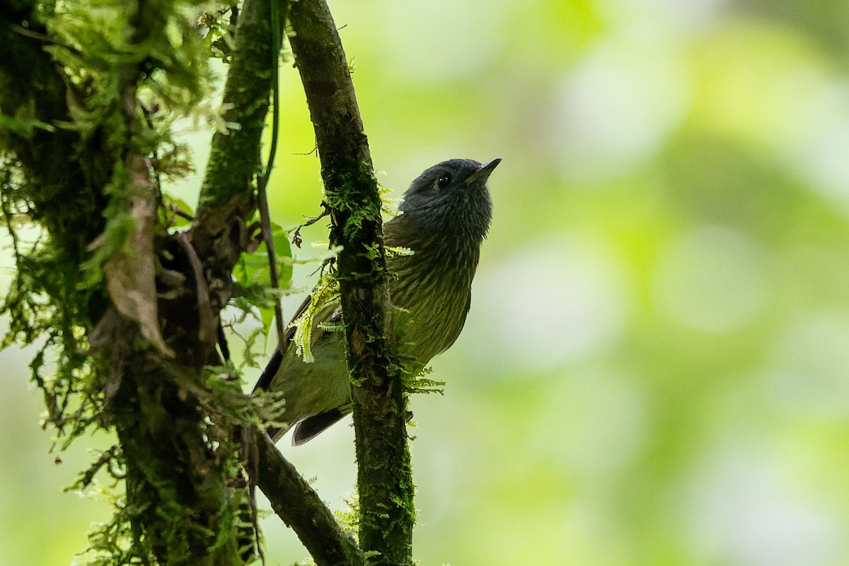 Streak-necked Flycatcher - ML634672359