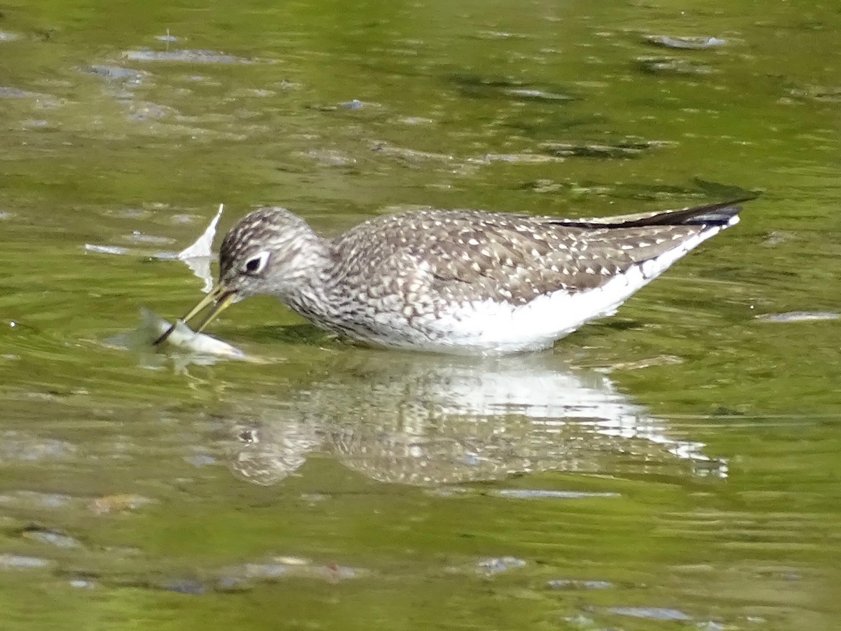 Solitary Sandpiper - ML634672369