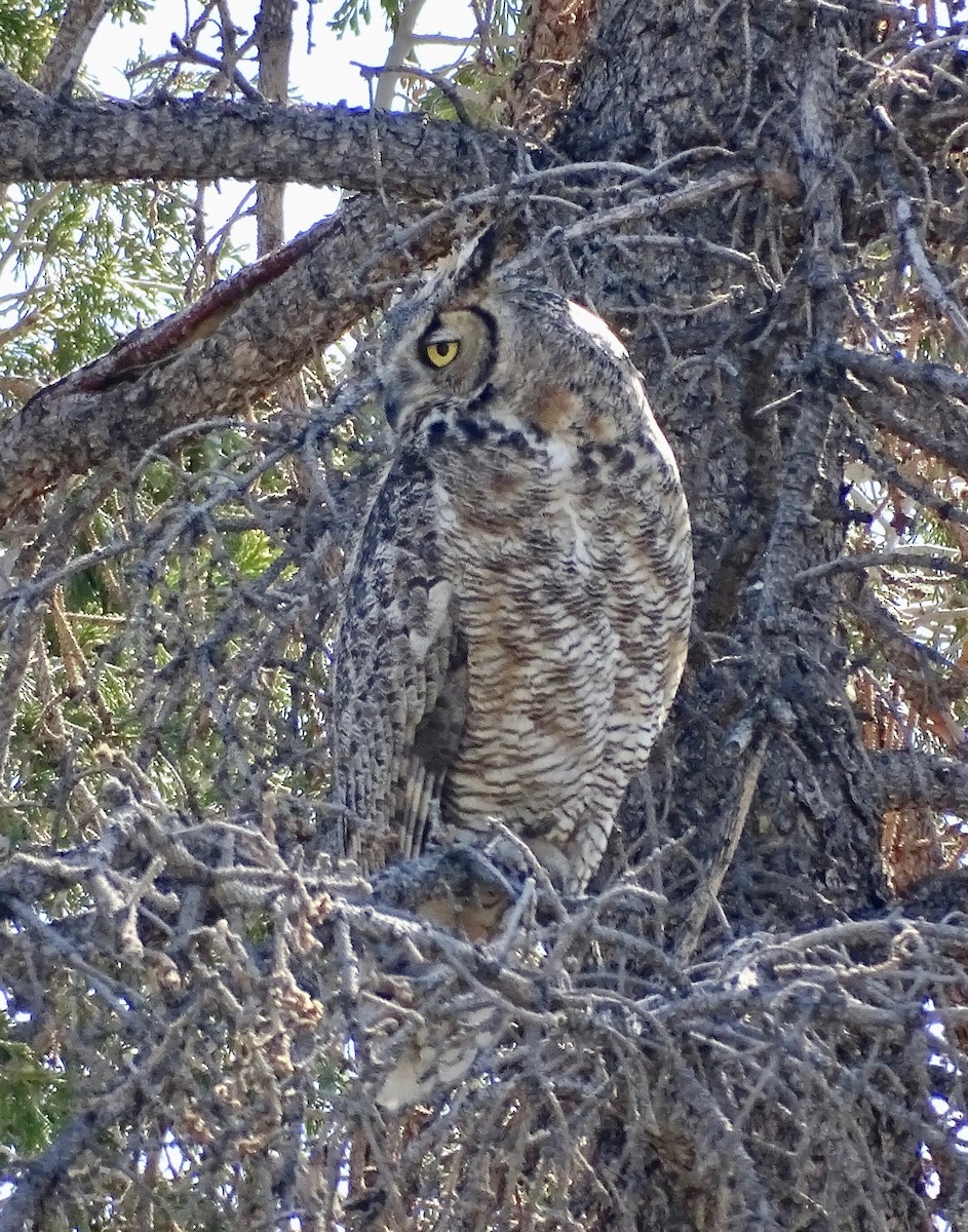Great Horned Owl - ML634672485