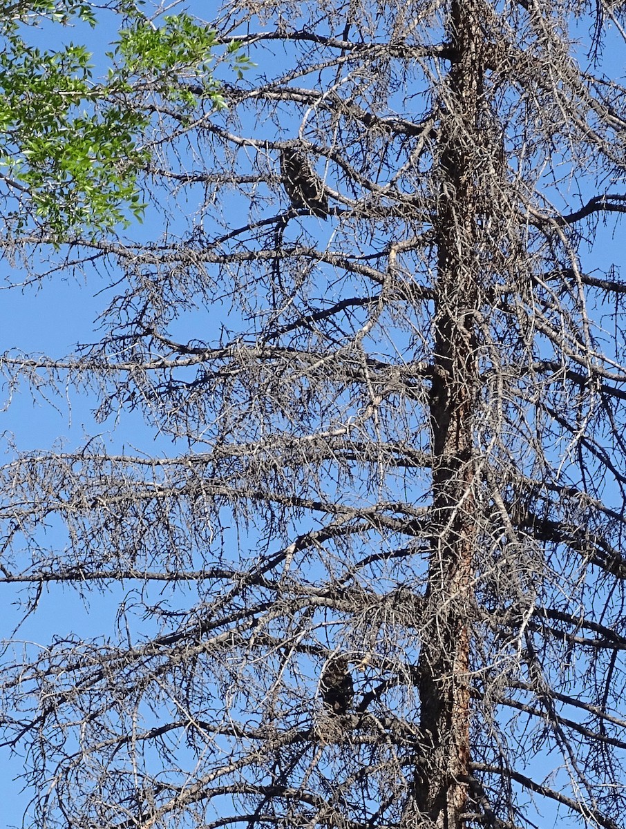 Great Horned Owl - ML634672495