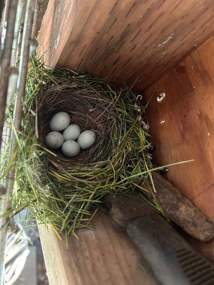 House Finch - ML634672523