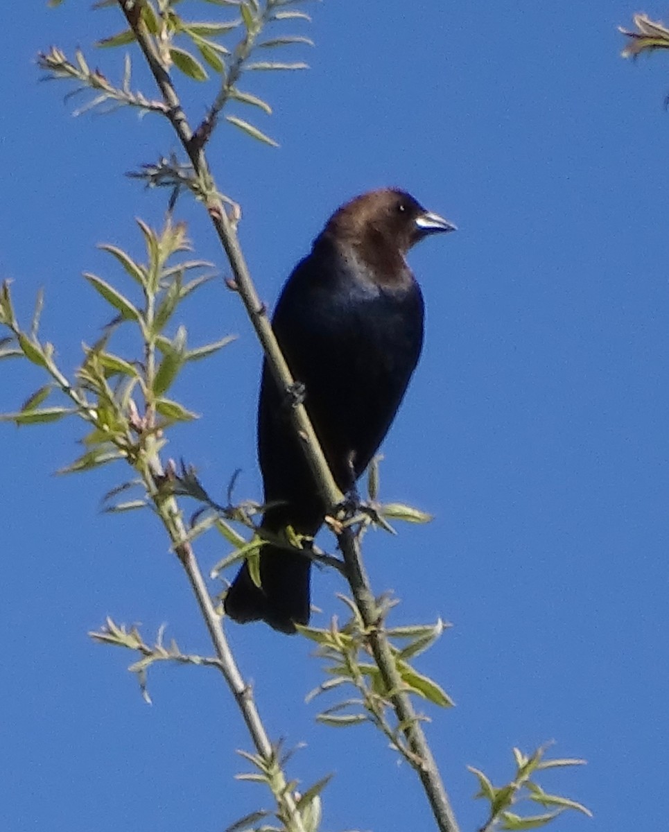 Brown-headed Cowbird - ML634672556