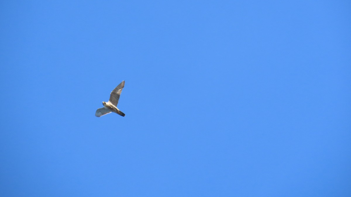 Peregrine Falcon (North American) - ML634672627