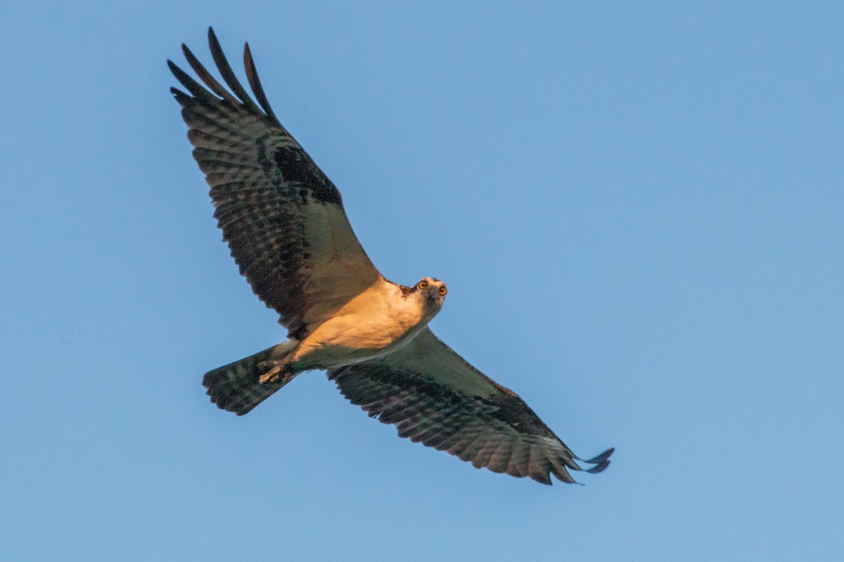 Osprey - ML634672765