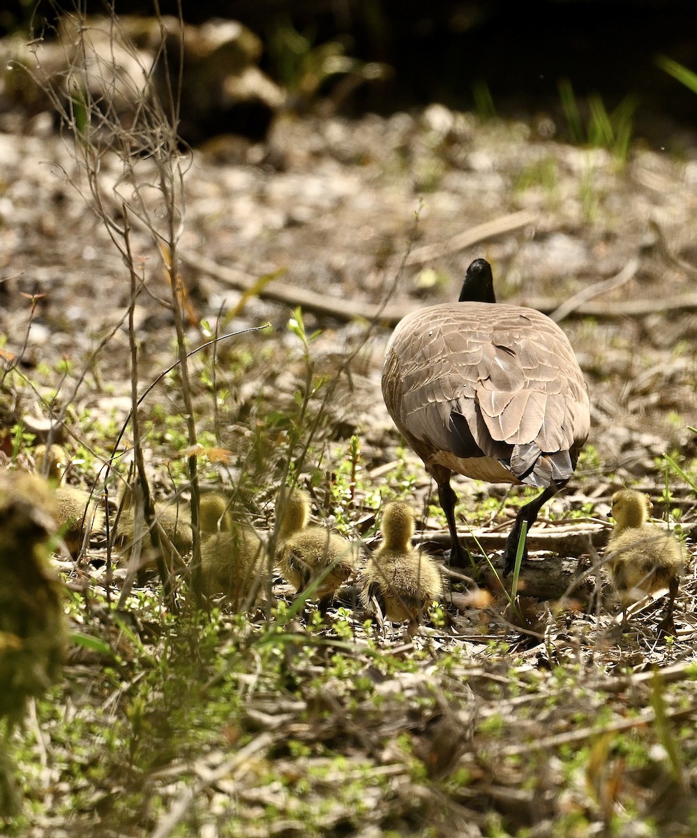 Canada Goose - ML634672779