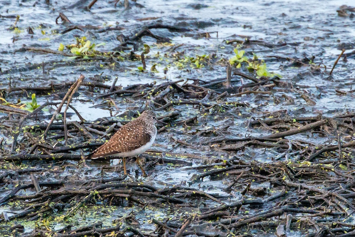 Solitary Sandpiper - ML634672781