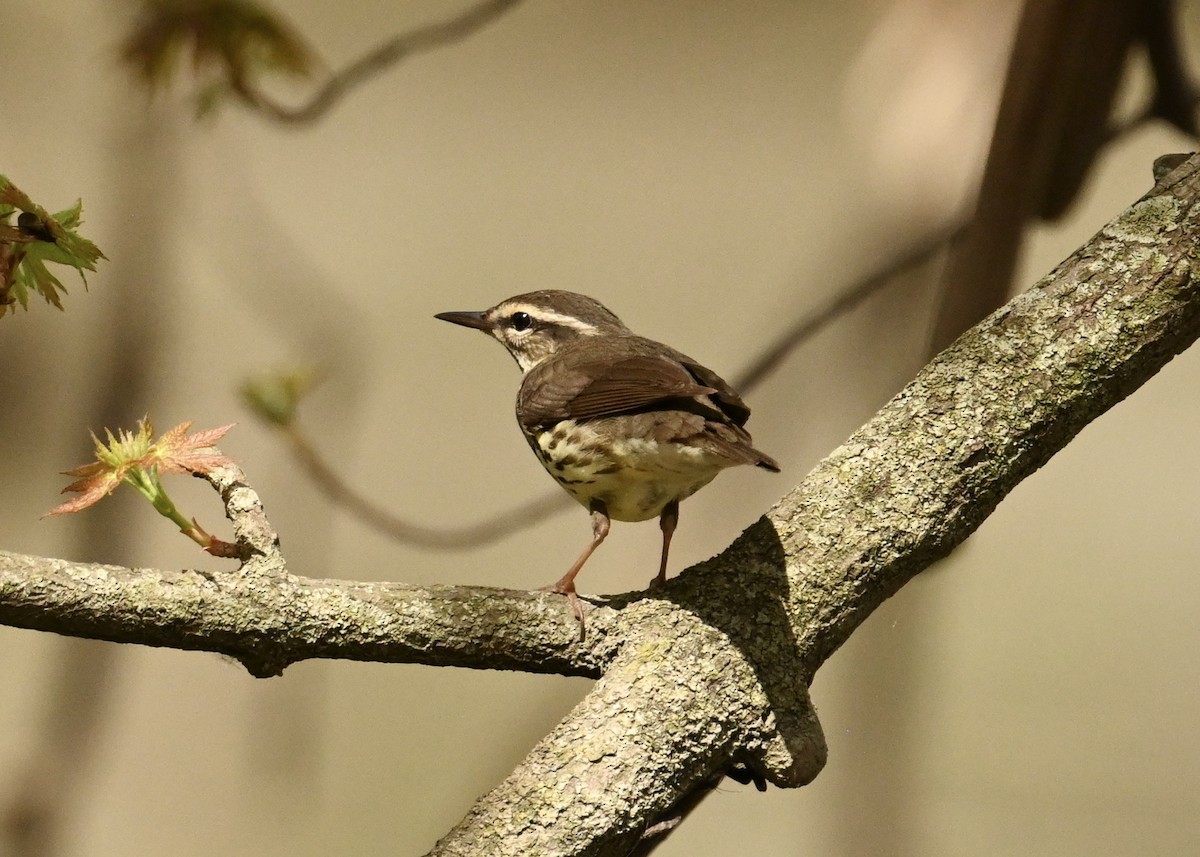 Northern Waterthrush - ML634672791