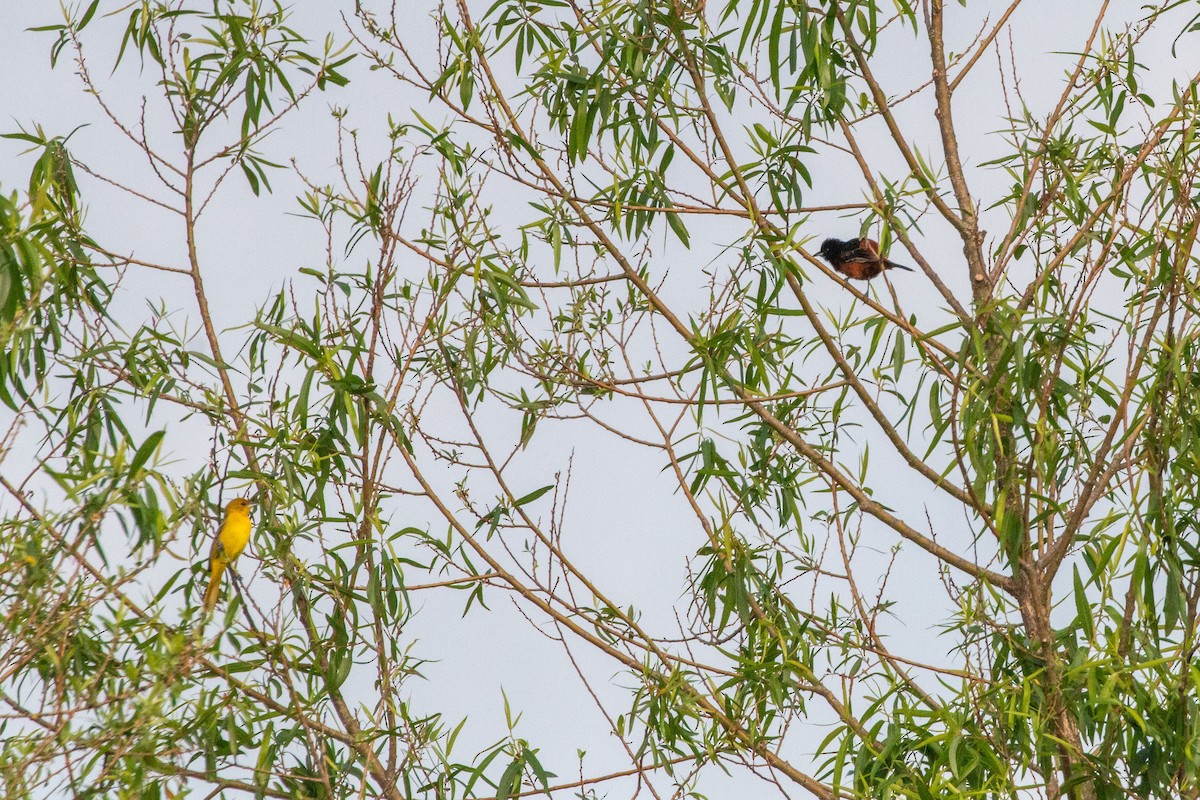 Orchard Oriole - ML634672798