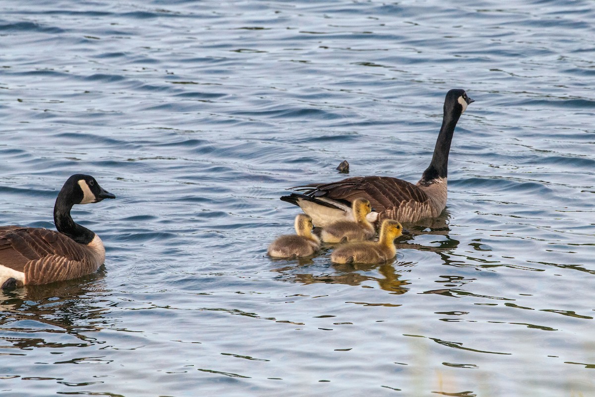 Canada Goose - ML634672807