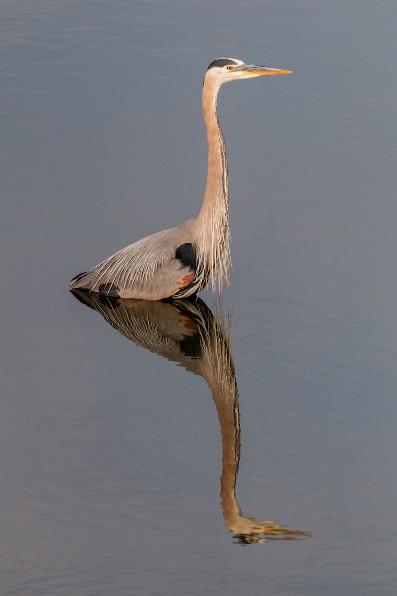 Great Blue Heron - ML634672816