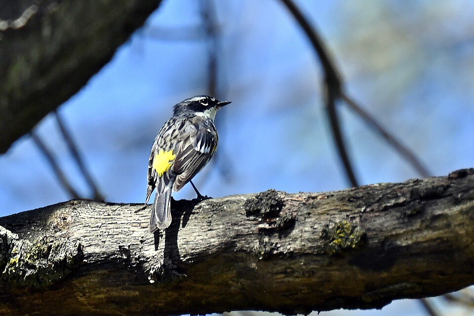 Yellow-rumped Warbler - ML634672875