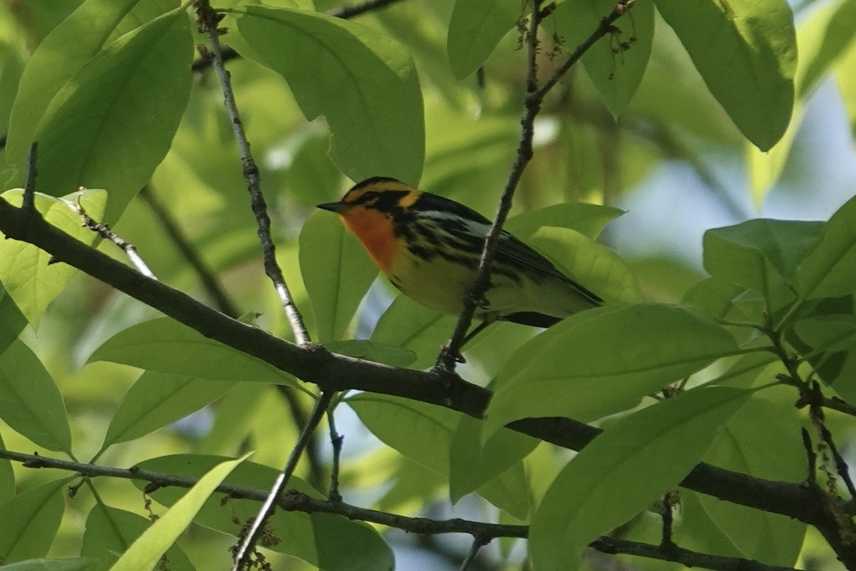 Blackburnian Warbler - ML634672926