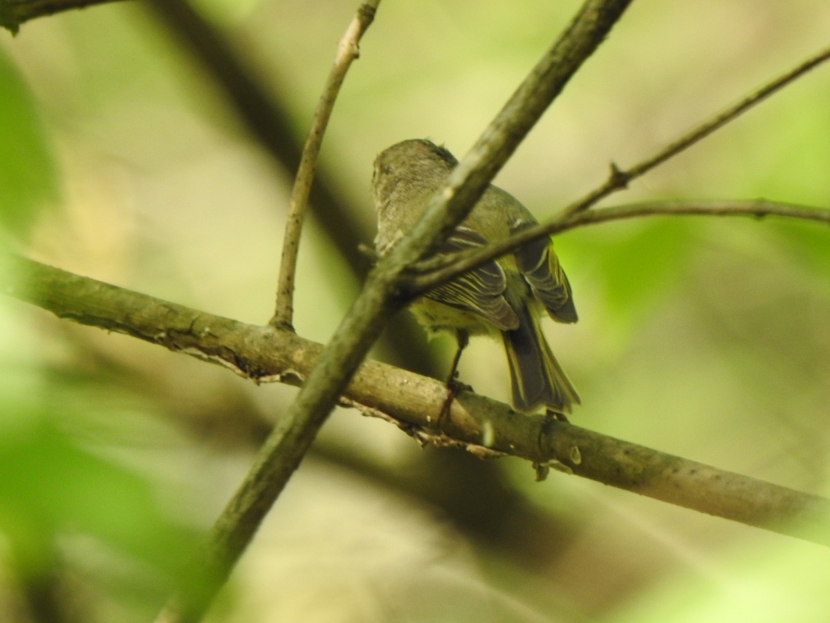 Ruby-crowned Kinglet - ML634672949