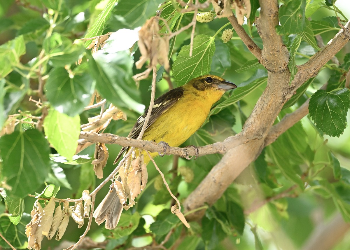 Flame-colored Tanager - ML634672959