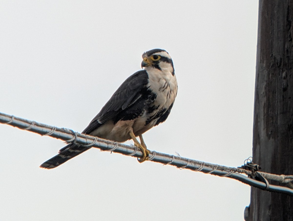 Aplomado Falcon - ML634673000