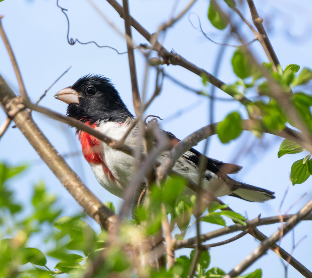 Rose-breasted Grosbeak - ML634673094