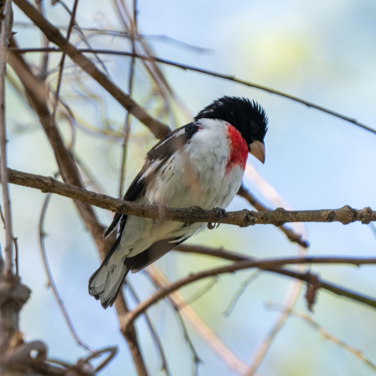 Rose-breasted Grosbeak - ML634673107
