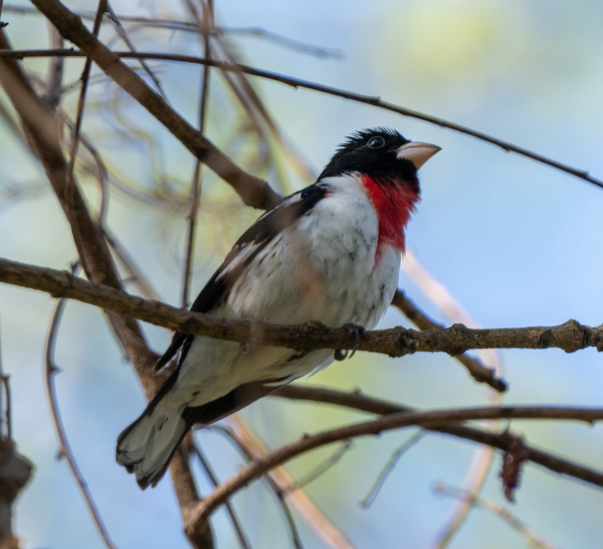 Rose-breasted Grosbeak - ML634673111