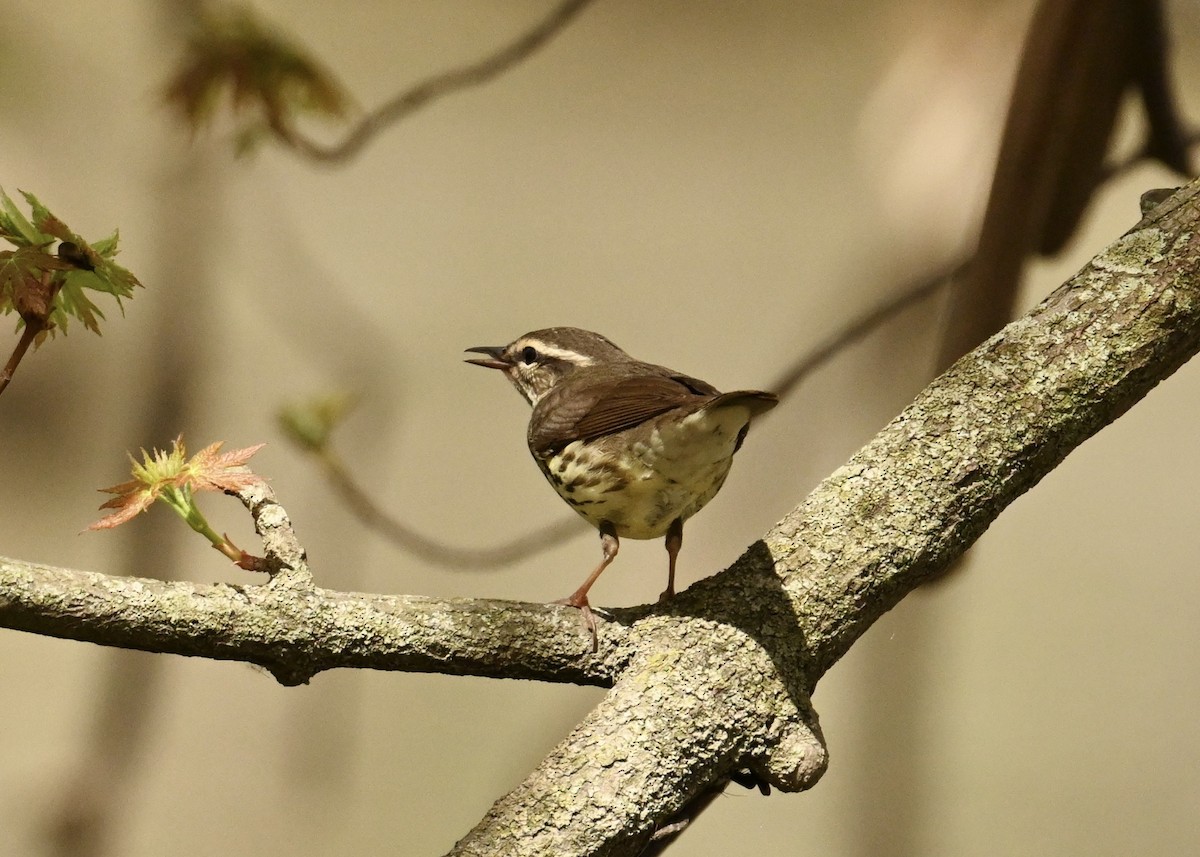 Northern Waterthrush - ML634673117