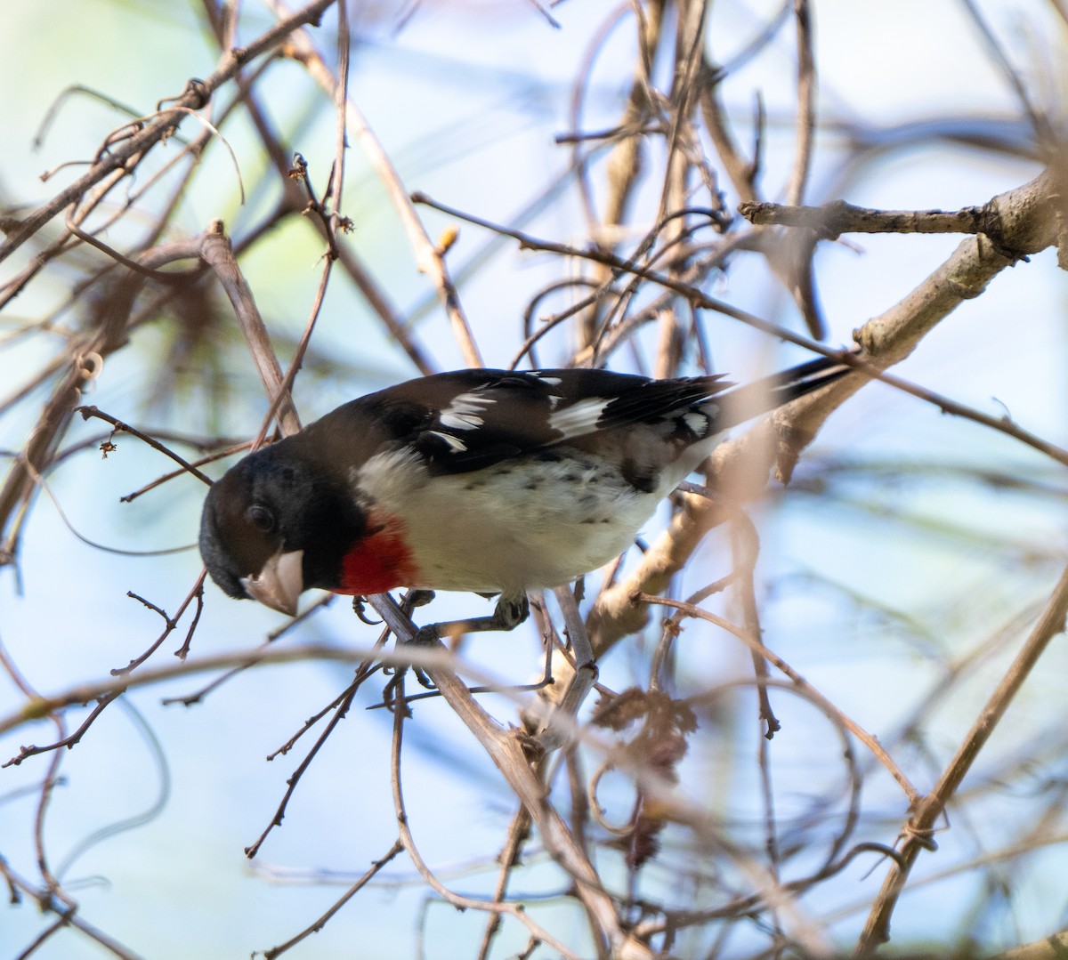 Rose-breasted Grosbeak - ML634673154