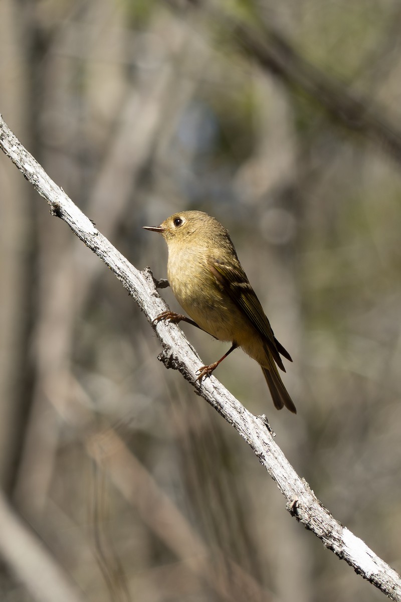 Ruby-crowned Kinglet - ML634673308