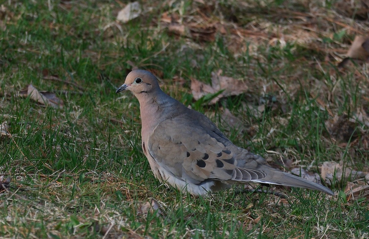 Mourning Dove - ML634673350