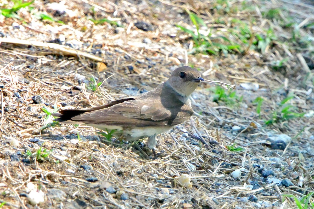 Northern Rough-winged Swallow - Seth Honig