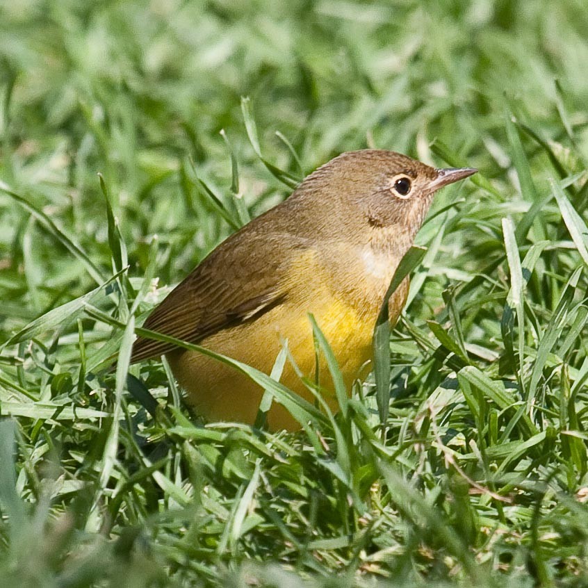 Connecticut Warbler - ML63467341