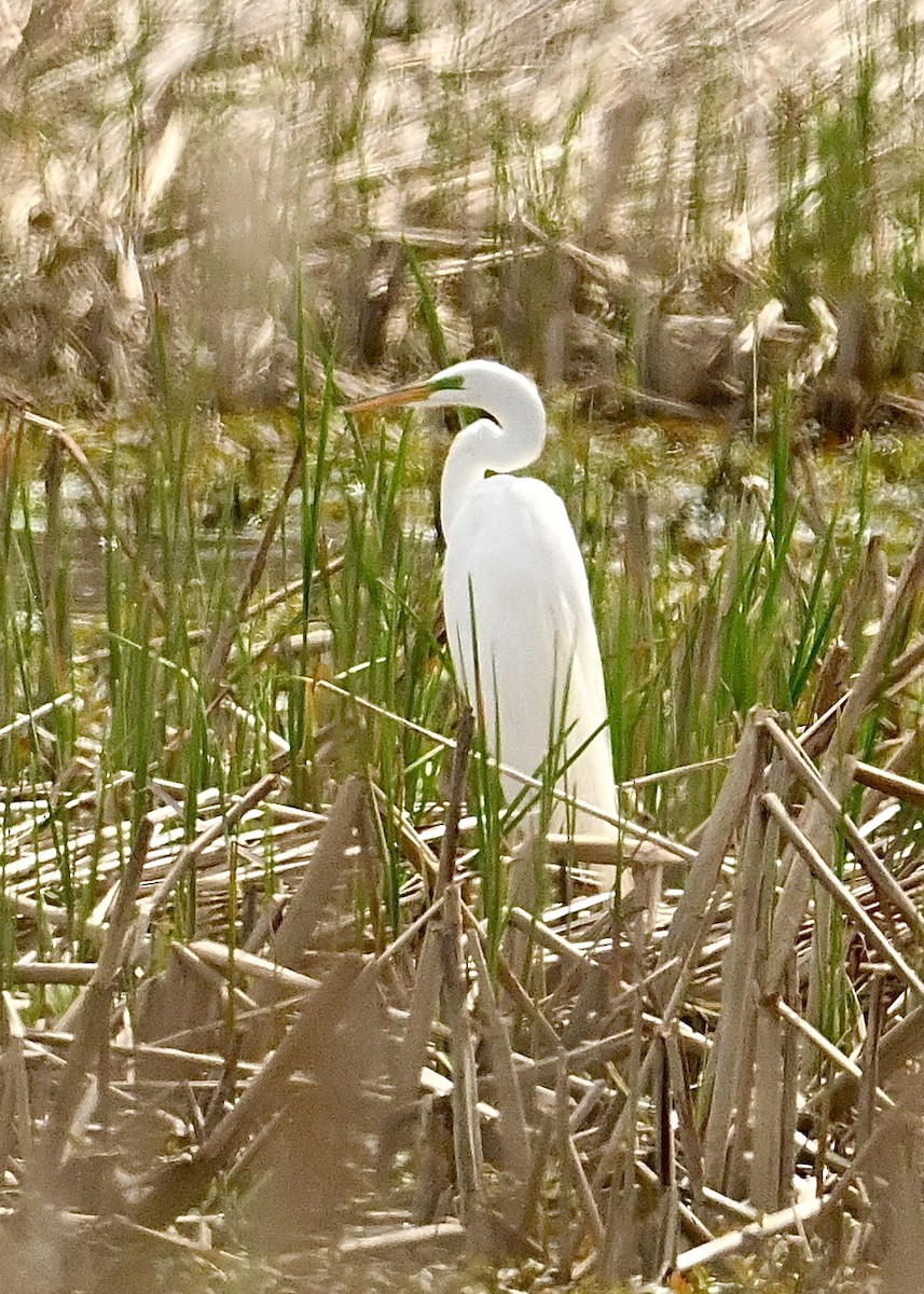 Great Egret - ML634673546