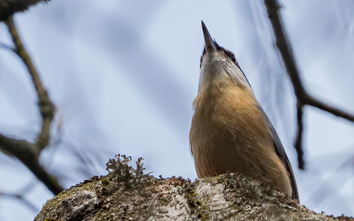 spettmeis (europaea gr.) - ML634673579