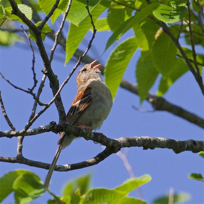 Field Sparrow - Jack & Holly Bartholmai