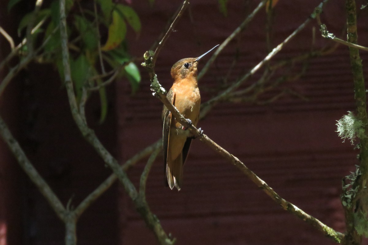 Colibri étincelant - ML63467371