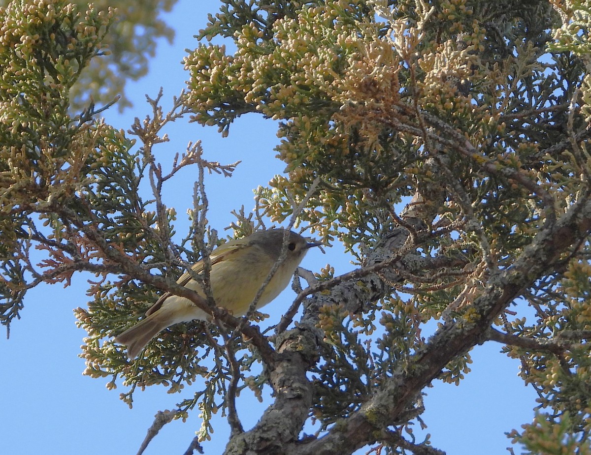 Ruby-crowned Kinglet - ML634673734