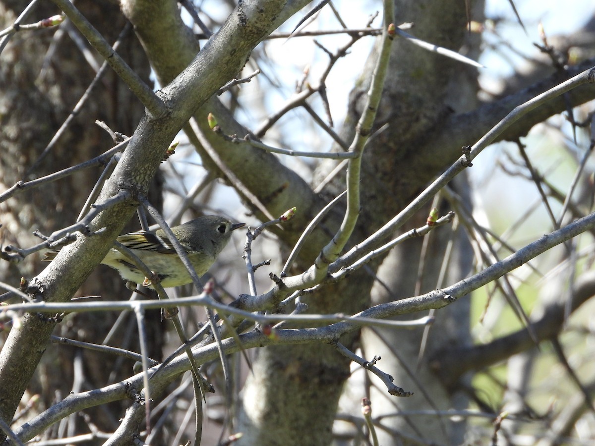 Ruby-crowned Kinglet - ML634673736