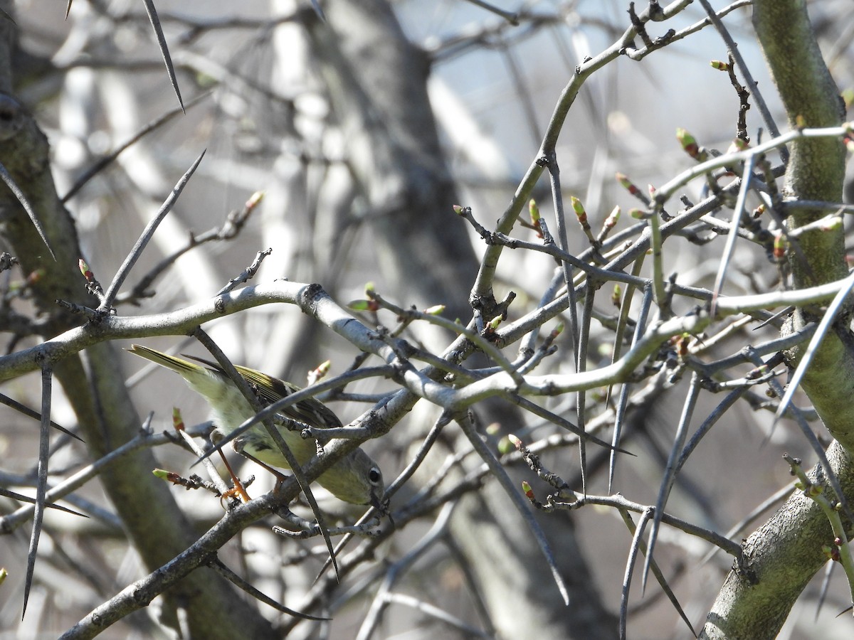 Ruby-crowned Kinglet - ML634673739