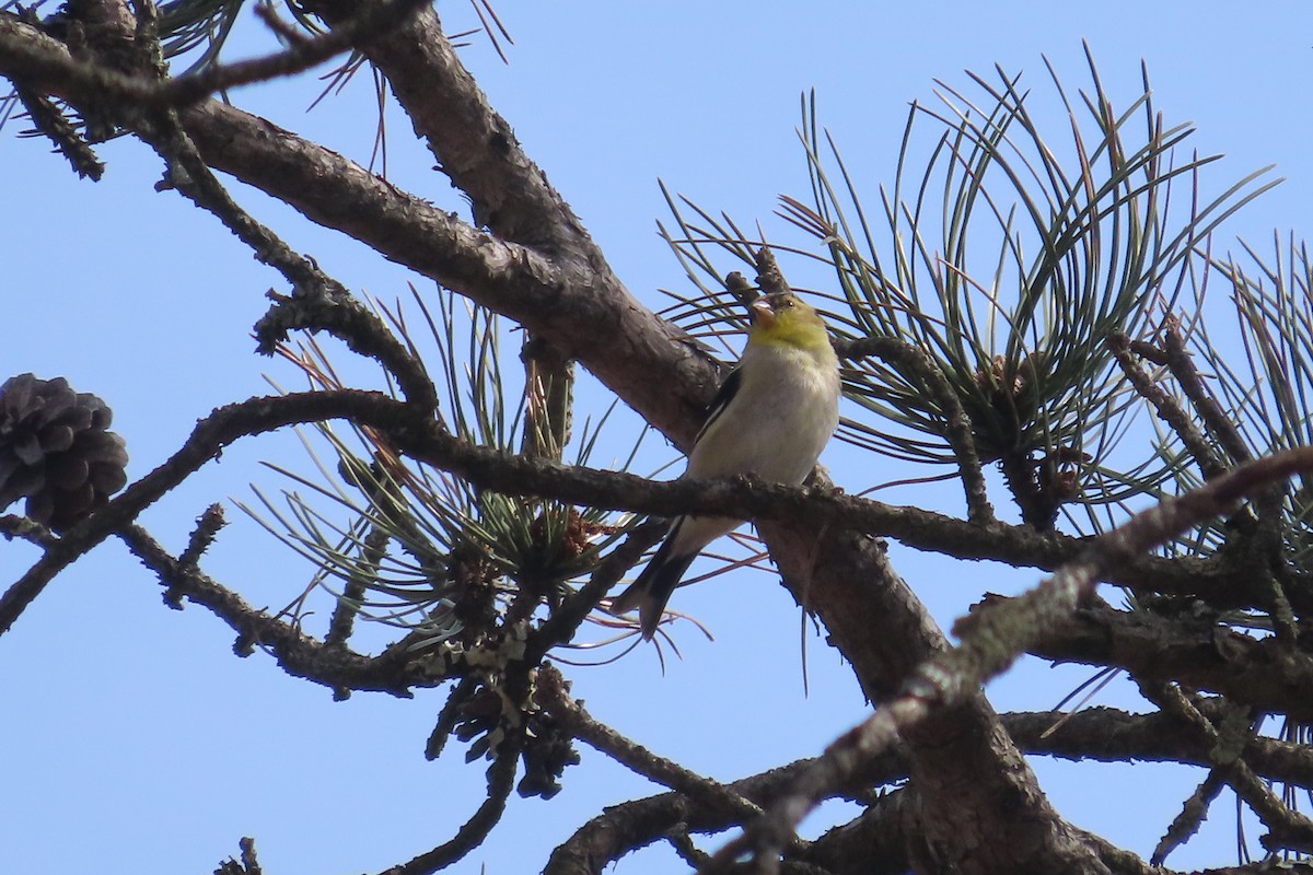 American Goldfinch - ML634673741