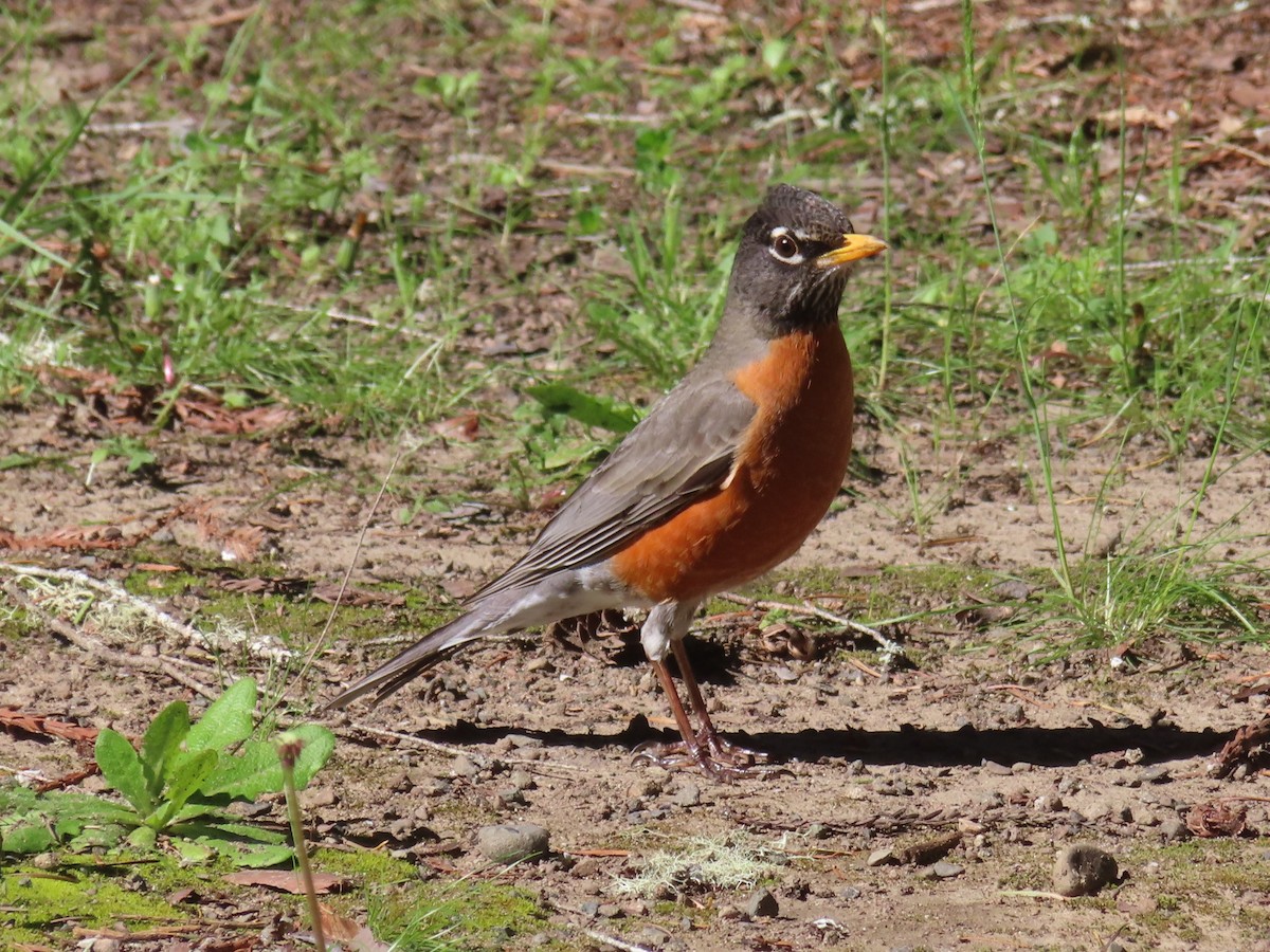 American Robin - ML634673781