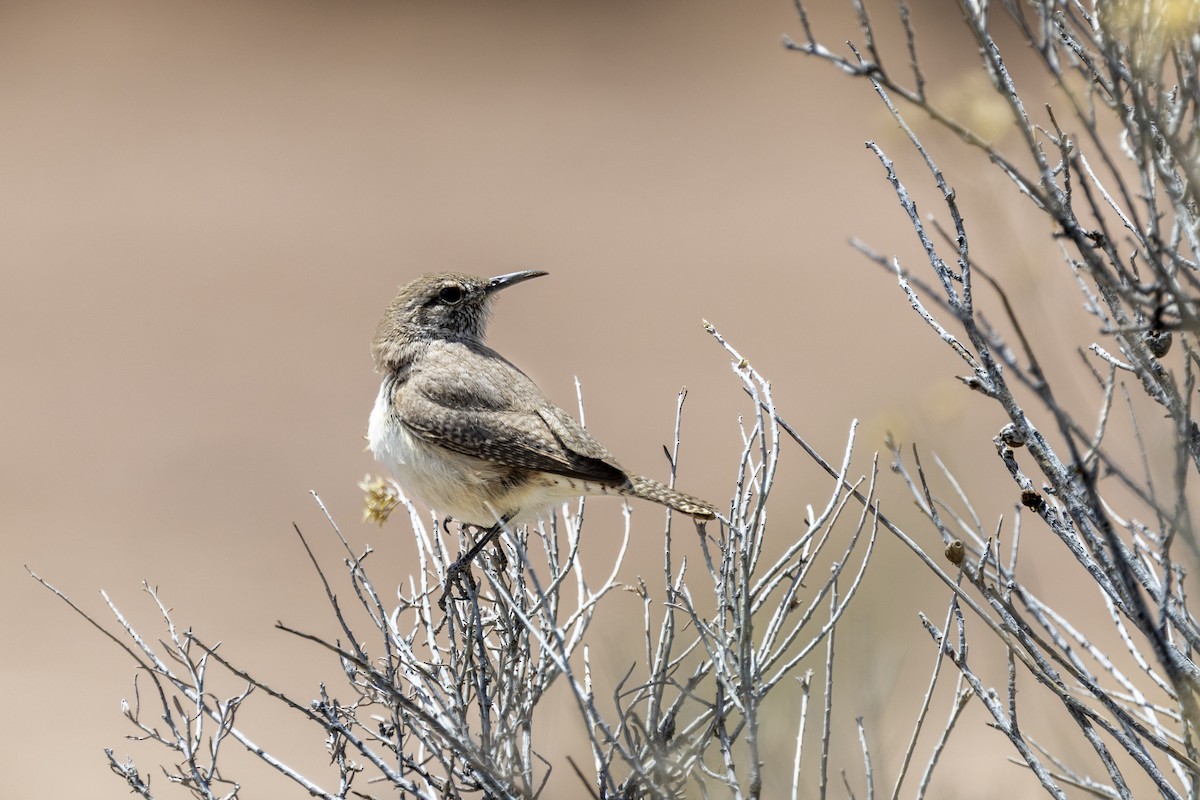 Rock Wren - ML634673804