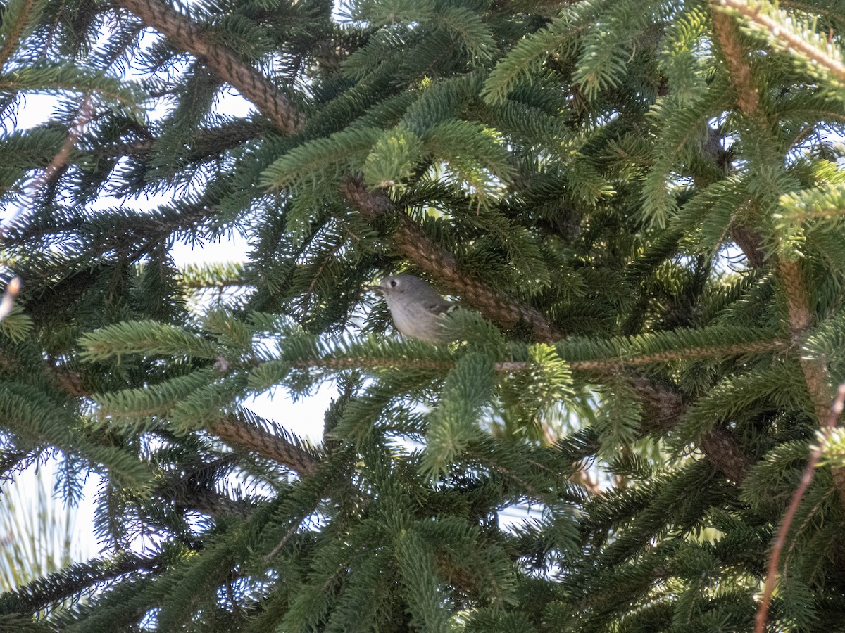 Ruby-crowned Kinglet - ML634673993