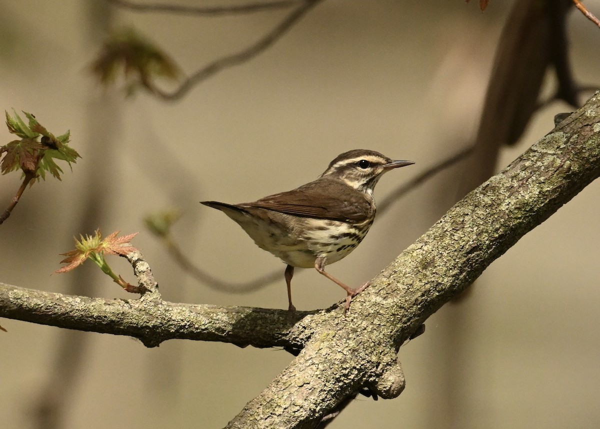 Northern Waterthrush - ML634674253