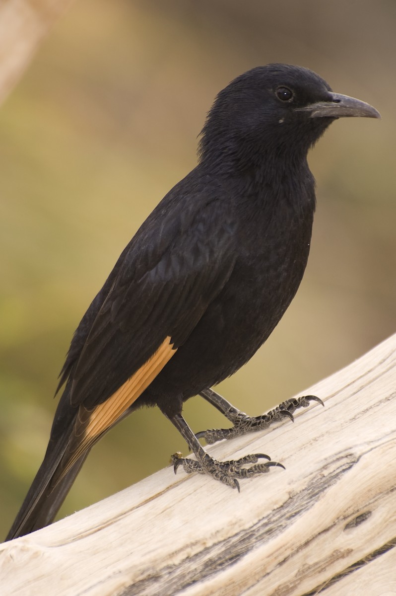 Tristram's Starling - ML634674304