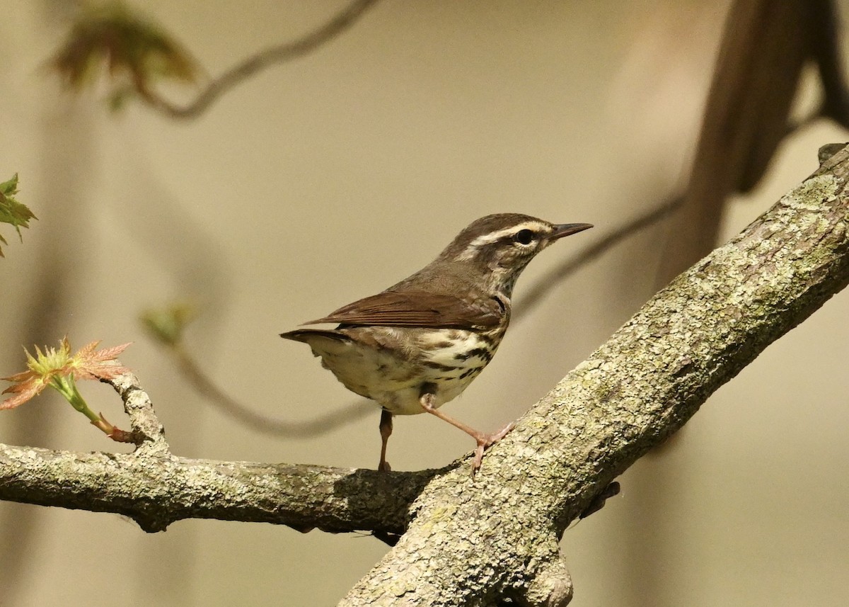 Northern Waterthrush - ML634674331